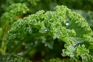 kale, green, leaves