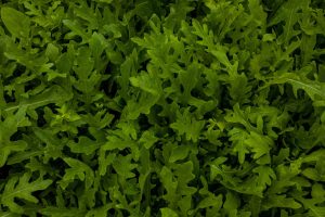 rocket, salad, self-cultivation