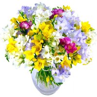Freesia Fragrance