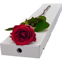 Single Letterbox Red (Naomi) Rose