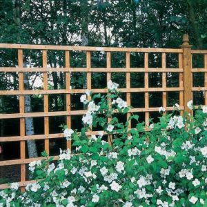 Forest 6' x 2' Heavy Duty Square Garden Trellis Fence Panel (1.83m x 0.61m) by Buy Sheds Direct